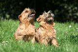 NORFOLK TERRIER 042